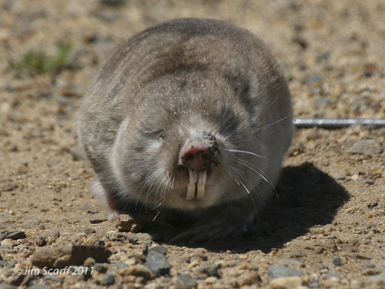 Cape dune mole-rat Cape Dune MoleRat Bathyergus suillus Cape Dune MoleRat Flickr