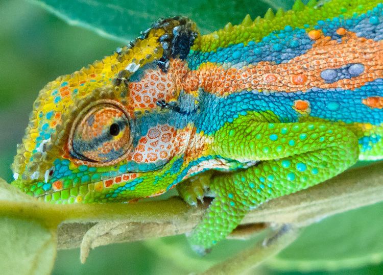 Cape dwarf chameleon 1000 images about Cape Dwarf Chameleon on Pinterest