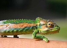 Cape dwarf chameleon httpsuploadwikimediaorgwikipediacommonsthu