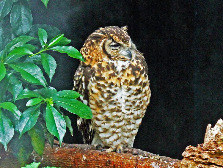 Cape eagle-owl Cape eagleowl Wikipedia