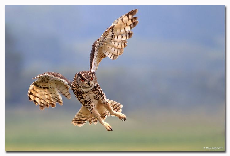 Cape eagle-owl Cape EagleOwl OutdoorPhoto Gallery