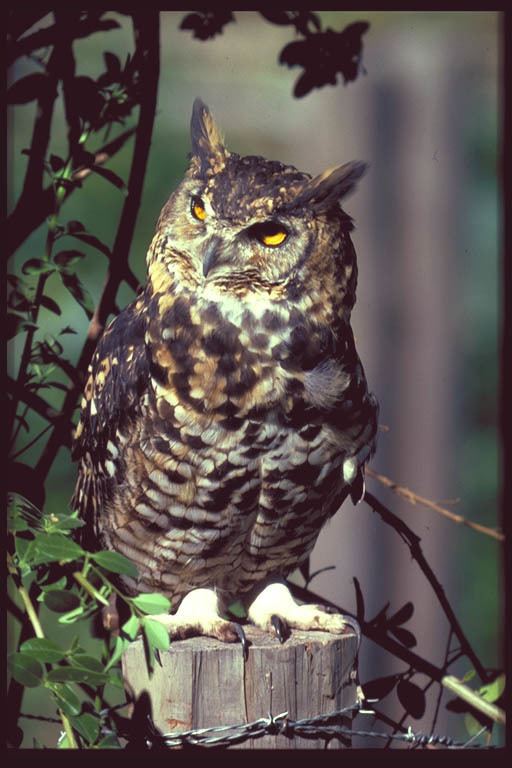 Cape eagle-owl Cape Eagle Owl Bubo capensis Information Pictures Sounds The