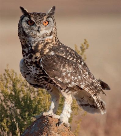 Cape eagle-owl The elusive Cape eagleowl Getaway Magazine