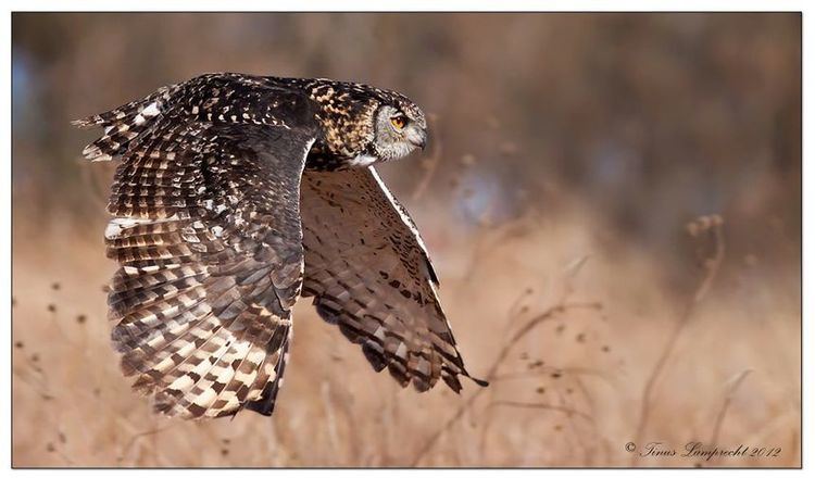 Cape eagle-owl Cape EagleOwl