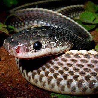 Cape file snake Mehelya capensis Southern file snake Cape file snake