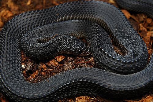 Cape file snake Cape File Snake Mehelya capensis mehelya Flickr