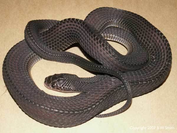 Cape file snake SAReptiles View topic Cape File Snake photos