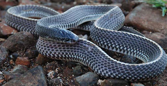 Cape file snake Mehelya capensis Southern file snake Cape file snake