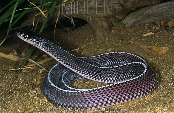 Cape file snake Minden Pictures stock photos Cape file snake Mehelya capensis