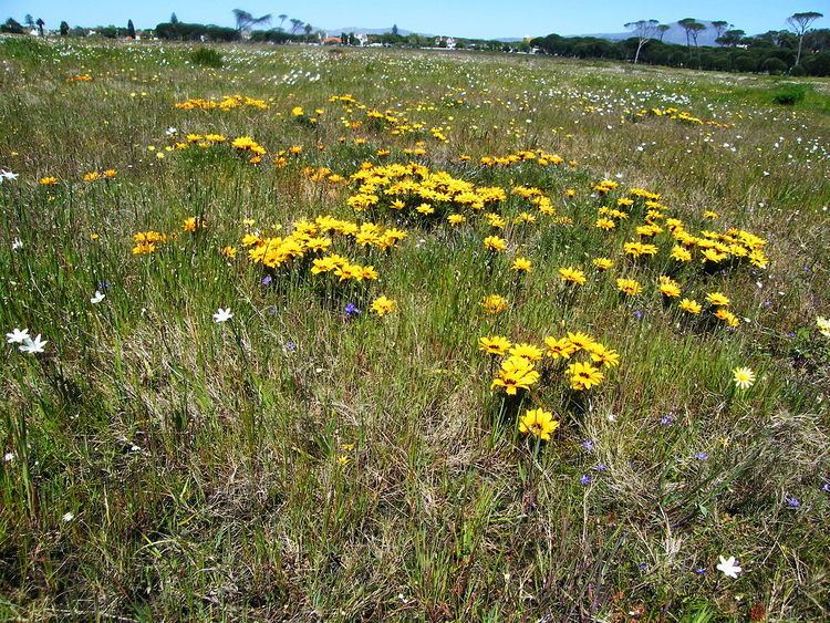 Cape Flats Sand Fynbos