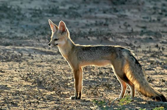 Cape fox Cape Fox