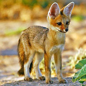 Cape fox Vulpes chama Cape fox
