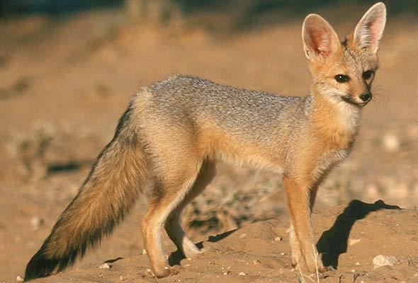 Cape fox Cape Fox South Africa Mammal Guide