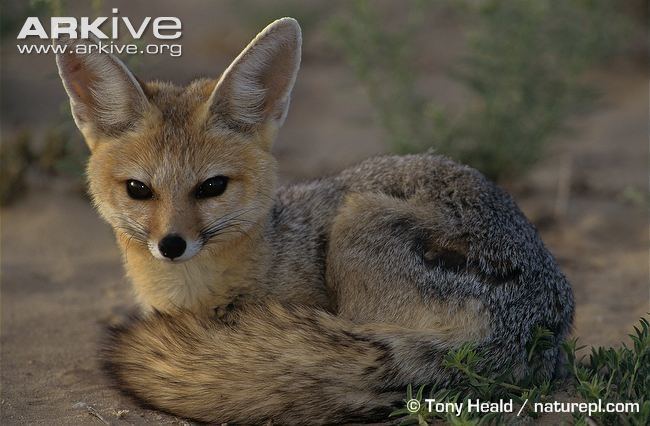 Cape fox Cape fox videos photos and facts Vulpes chama ARKive