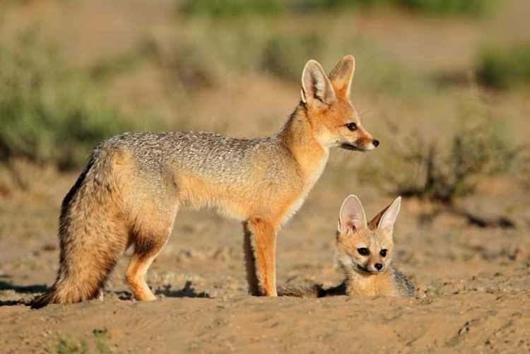 Cape fox Cape Fox Mammals of South Africa