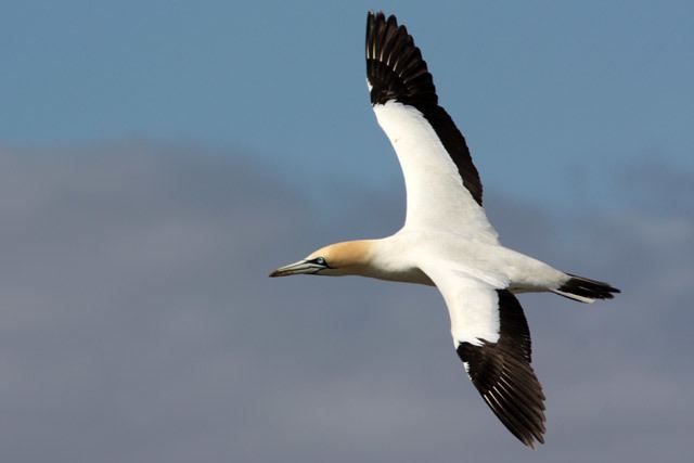 Cape gannet Cape gannet