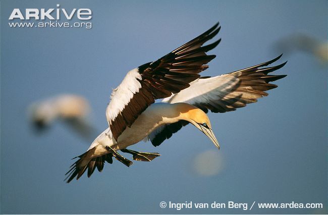 Cape gannet Cape gannet videos photos and facts Morus capensis ARKive