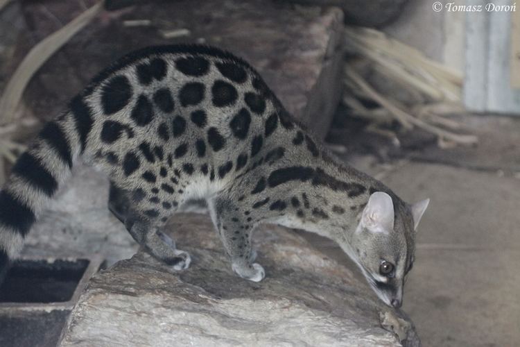 Cape genet Cape Genet Genetta tigrina ZooChat