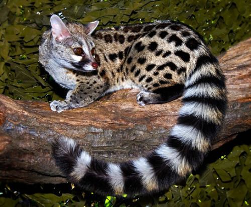 Cape genet 1000 images about Genets and hyraxes on Pinterest Capes Baileys