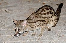 Cape genet Cape genet Wikipedia