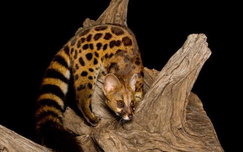 Cape genet Cape Genet aka the Blotched Genet Largespotted Genet or