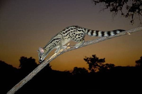 Cape genet allforhuntcom Cape Genet