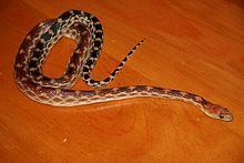 Cape gopher snake httpsuploadwikimediaorgwikipediaenthumbb