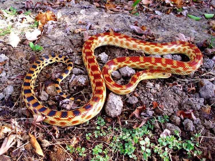 Cape gopher snake P v vertebralis WORLD PITUOPHIS WEB PAGE BY PATRICK H BRIGGS