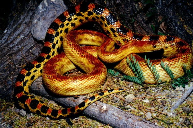 Cape gopher snake P v vertebralis WORLD PITUOPHIS WEB PAGE BY PATRICK H BRIGGS