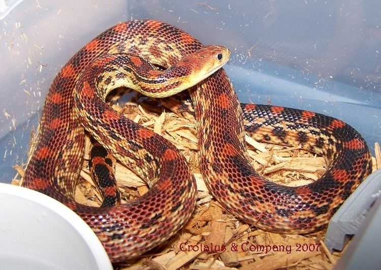 Cape gopher snake VenomousReptilesorg Classifieds 11 Cape Gophers