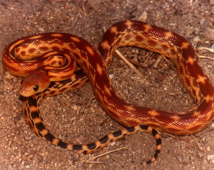 Cape gopher snake P v vertebralis WORLD PITUOPHIS WEB PAGE BY PATRICK H BRIGGS