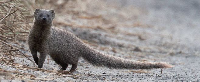 Cape gray mongoose Galerella pulverulenta Cape grey mongoose
