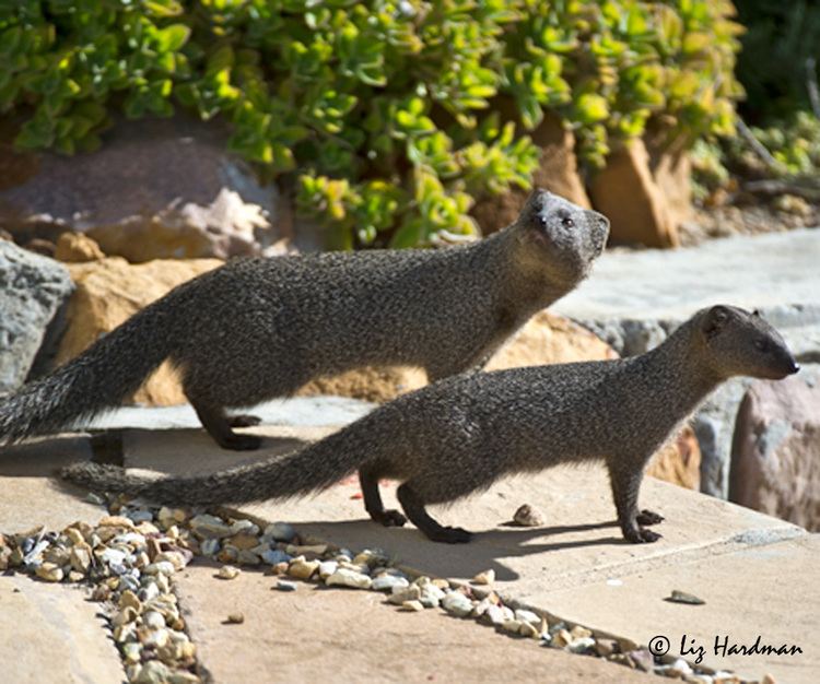 Cape gray mongoose Cape Grey Mongoose Nature on the Edge