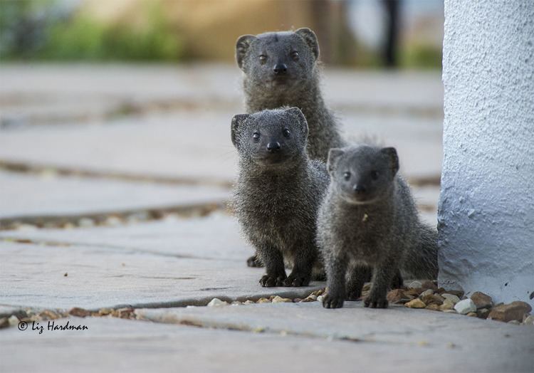 Cape gray mongoose Grey Mongoose Nature on the Edge