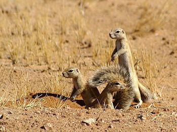 Cape ground squirrel Cape ground squirrel Wikipedia