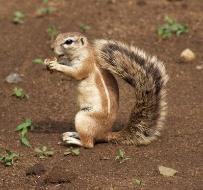 Cape ground squirrel The News For Squirrels Squirrel Facts The Cape Ground Squirrel