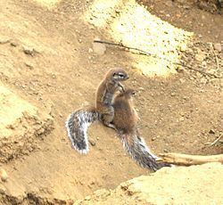 Cape ground squirrel Cape Ground Squirrel Xerus inauris Details Encyclopedia of Life