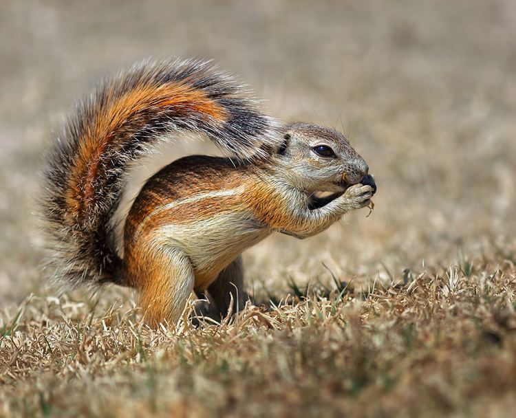 Cape ground squirrel TrekNature Cape Ground Squirrel Photo