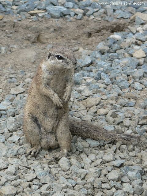 Cape ground squirrel Cape Ground Squirrel Xerus inauris Cape Ground Squirrel