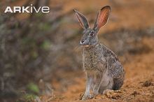 Cape hare cdn2arkiveorgmediaE1E1A769B44A7842379CDA1