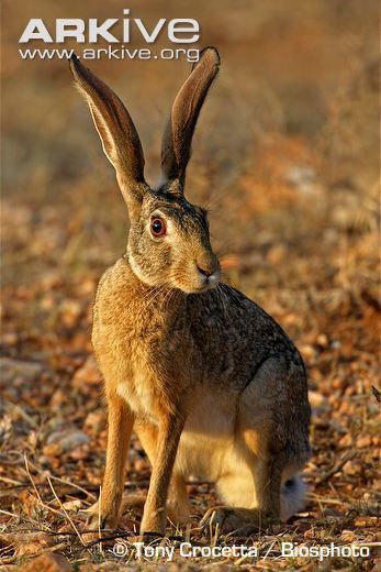 Cape hare Cape hare photo Lepus capensis G52730 ARKive