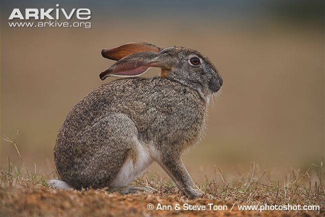 Cape hare Cape hare videos photos and facts Lepus capensis ARKive