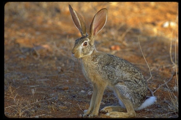 Cape hare CalPhotos Lepus capensis Cape Hare