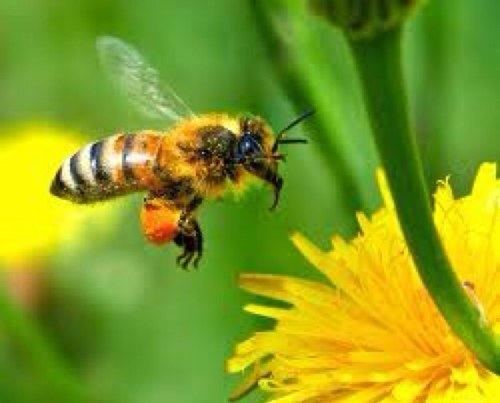 Cape honey bee Cape Honey Bee BeesSouthAfrica Twitter