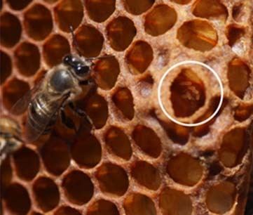 Cape honey bee Cape honey bee Bee Aware