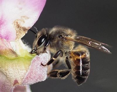Cape honey bee Cape honeybee SANBI