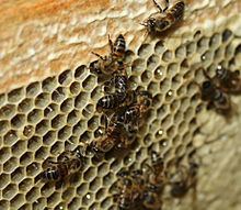 Cape honey bee httpsuploadwikimediaorgwikipediacommonsthu