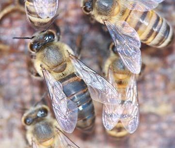 Cape honey bee Cape honey bee Bee Aware