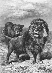 Cape lion httpsuploadwikimediaorgwikipediacommonsthu