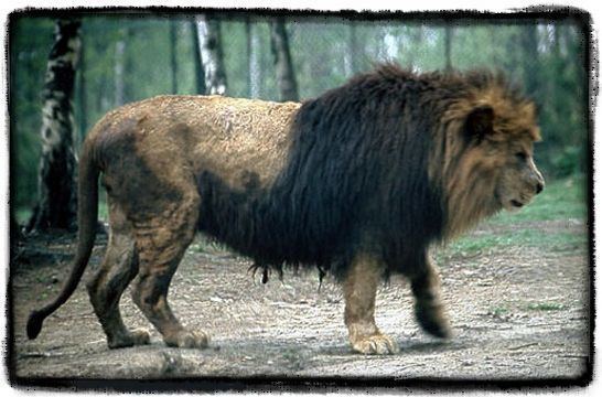 Cape lion Cape Lion Huge 250kg barabry lion from Zion wild life park PICS
